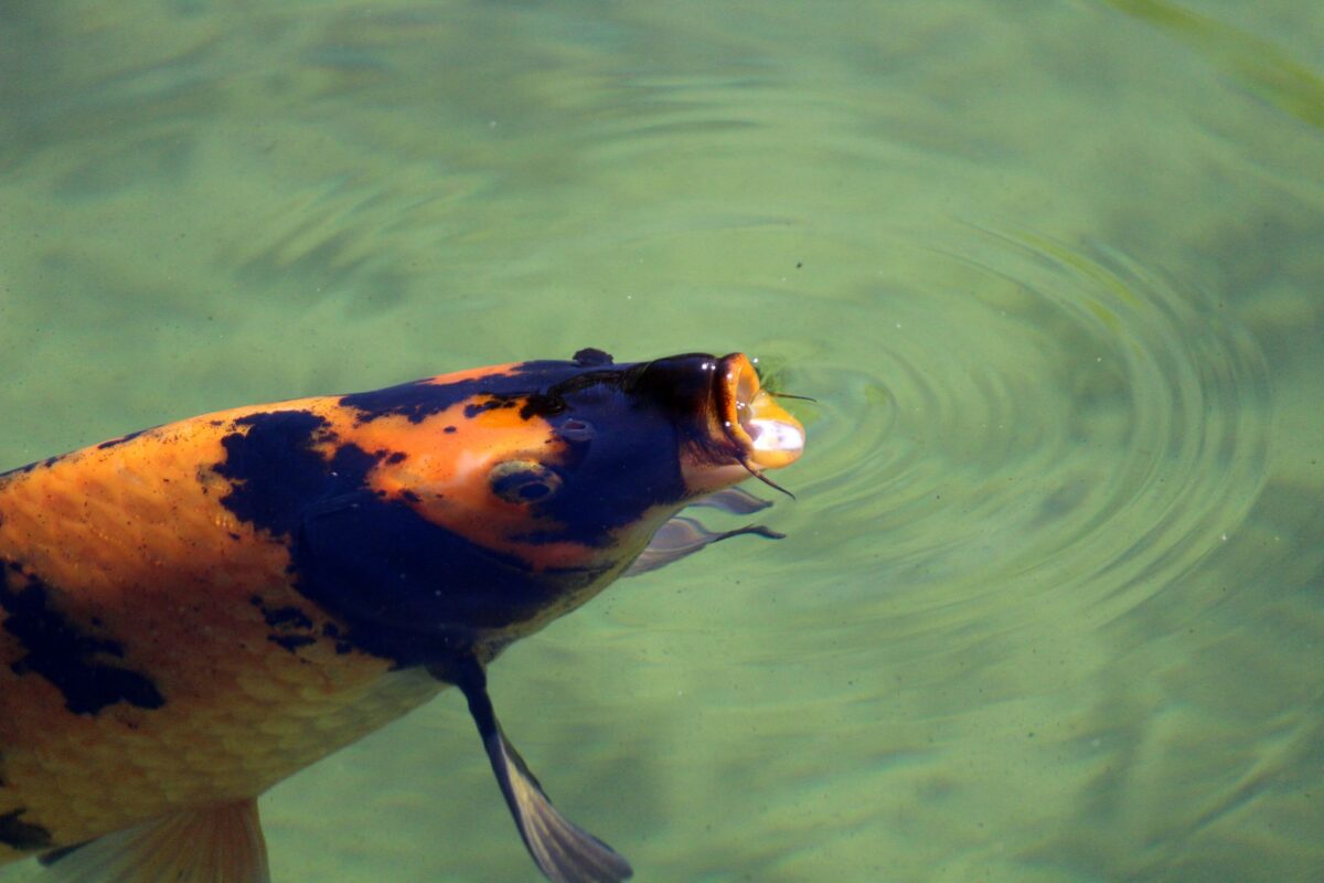 code coffre fish attention confusions revient